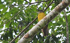 Black-throated Shrike-Tanager